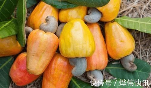 咳嗽|它是菜也是药,润肺又化痰,孩子常吃不咳嗽,很多人吃过却不知道