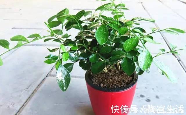 5个养花小技巧,既简单又实用,不愁学不会养好花