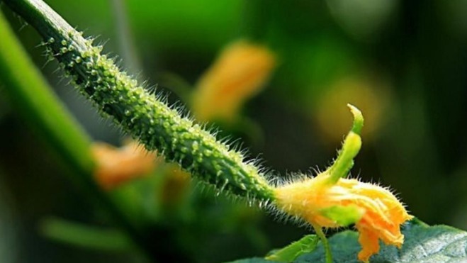 强身健体|忠告黄瓜不能与此物同食,吃了就是没病找病,还有人以为是补品