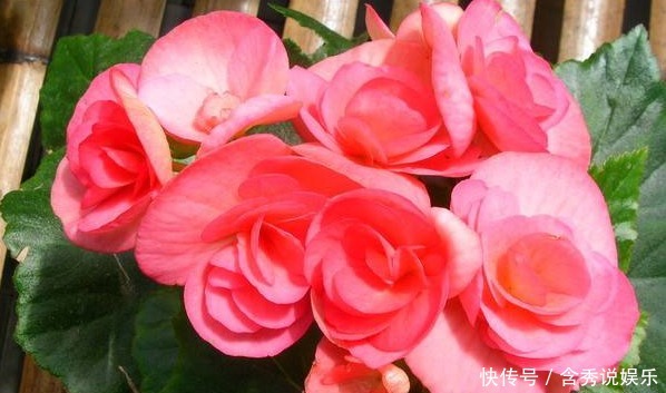 菊花|新手养护花卉,就养比君子兰好养,比菊花好看的花卉,花开四季!