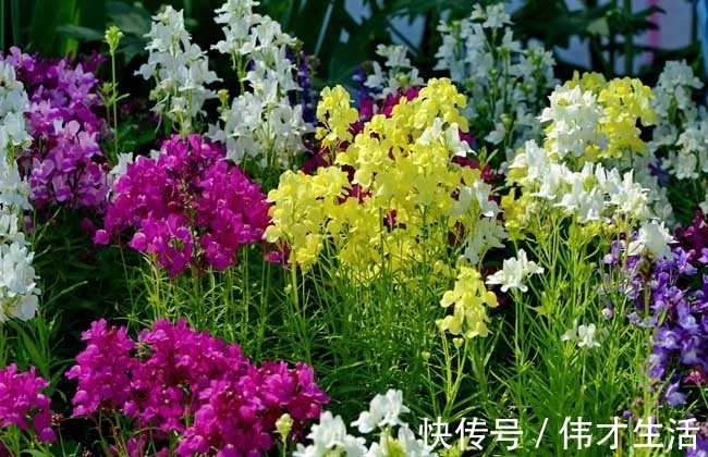 此花花瓣像是卖萌的小金鱼,花语是繁荣昌盛是一种吉祥的花卉