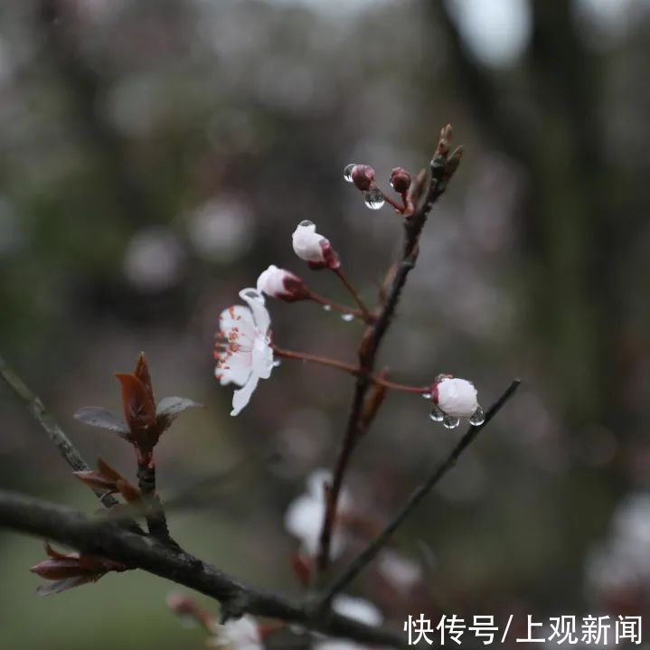 金海“梅”景，亦是美景