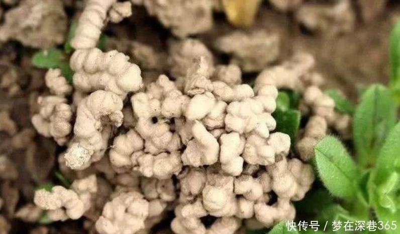 窍门|养花“有窍门”,往盆里撒点“它”,花卉长得旺,呼呼疯长!