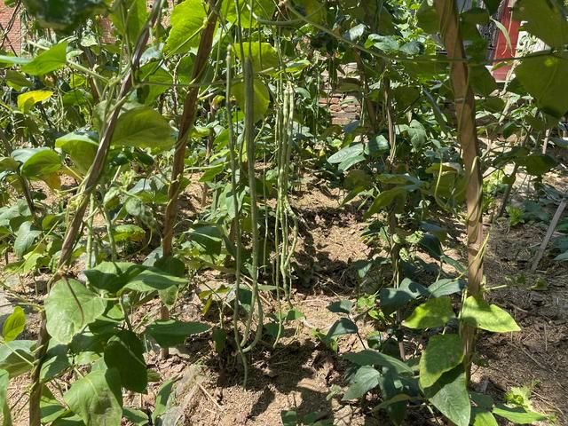 豆角|入伏后就馋这菜，简单一蒸，营养解馋又消暑，一周5次吃不够