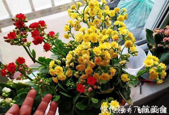 烂根|长寿花养不好？5个难题解决掉，养一盆爆一盆，不黑不烂，花更棒