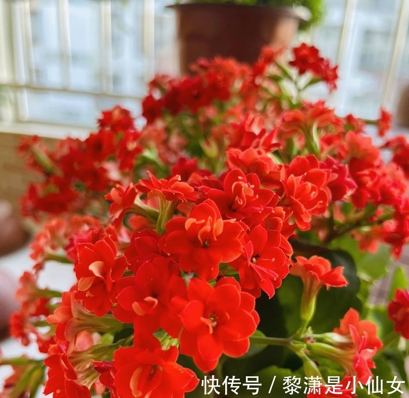 冬季养长寿花,要记住2点,叶肥厚油绿、花苞多花色美好华丽