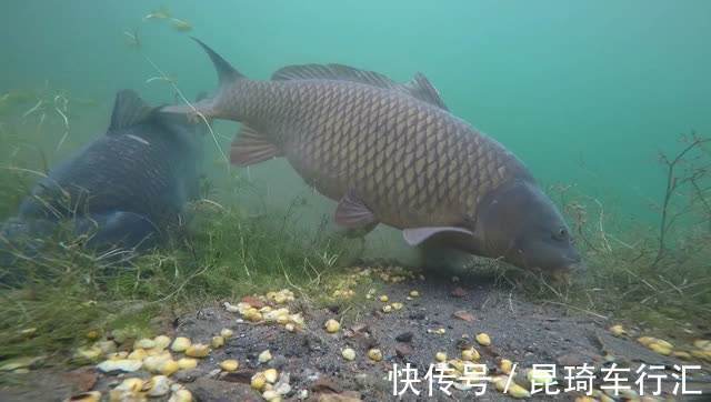 谁说钓鱼没有玄学,这几个邪门规律,只要是个钓鱼人,就都经历过