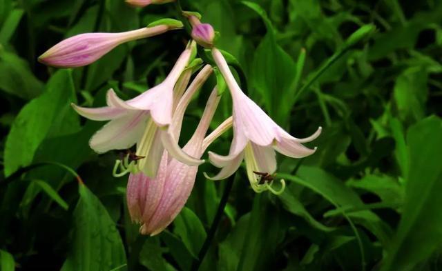 史上最耐阴的花,越阴凉越长得旺,绿萝虎皮兰靠边站