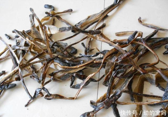 小白条|用这种饵料钓白条鱼,鱼儿疯狂咬钩,不一会就能钓很多