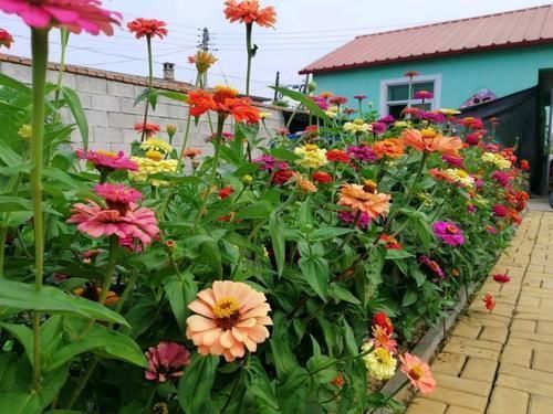 种花|如果我有“院子”,一定种此5种花,五彩斑斓长成一片“花海”