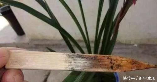 君子兰烂的“光秃秃”别扔,插进这里,又会长满新根,开满花