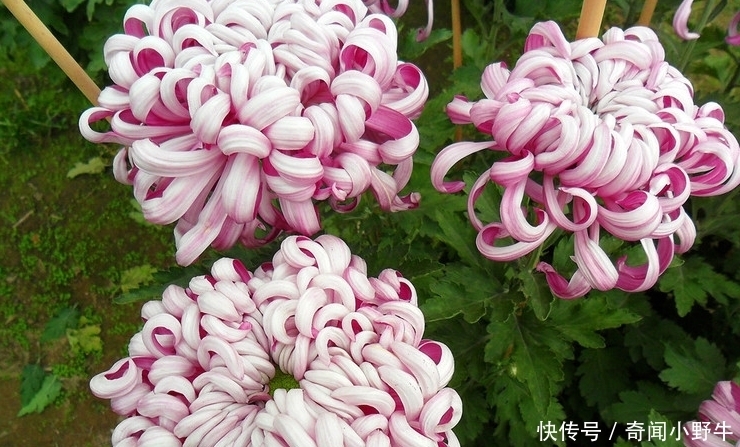  牡丹|喜欢养菊，不如养盆“十大奇菊”紫凤牡丹 ，花似凤凰起舞，美呆