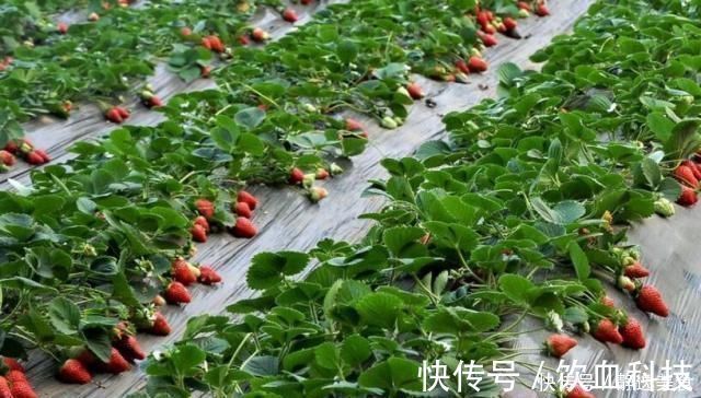 葡萄柚|怀孕后,这4样水果再贵都要吃,对胎儿眼睛好,比吃保健品管用