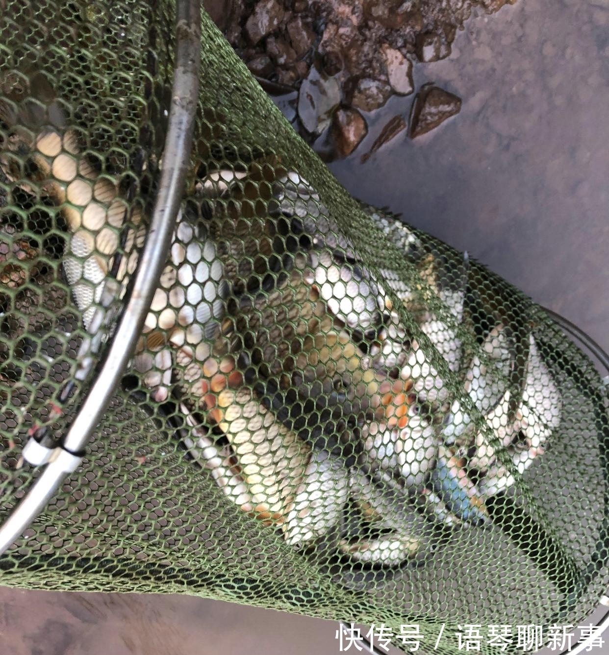 鱼头|广东一水库里的鱼集体“瘦成长条”,钓鱼人:幸好被我钓起来了