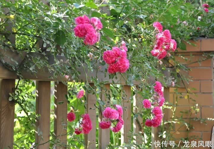 很好养的3种花,养室外养庭院里,一片繁花,芳香漂亮