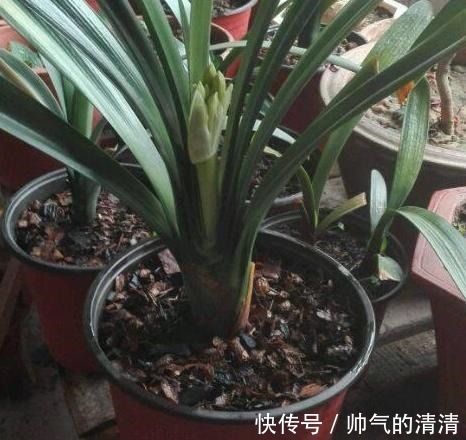 新芽|如何养殖君子兰,侧芽蹭蹭往外冒施肥用它们,盆栽新芽窜不停
