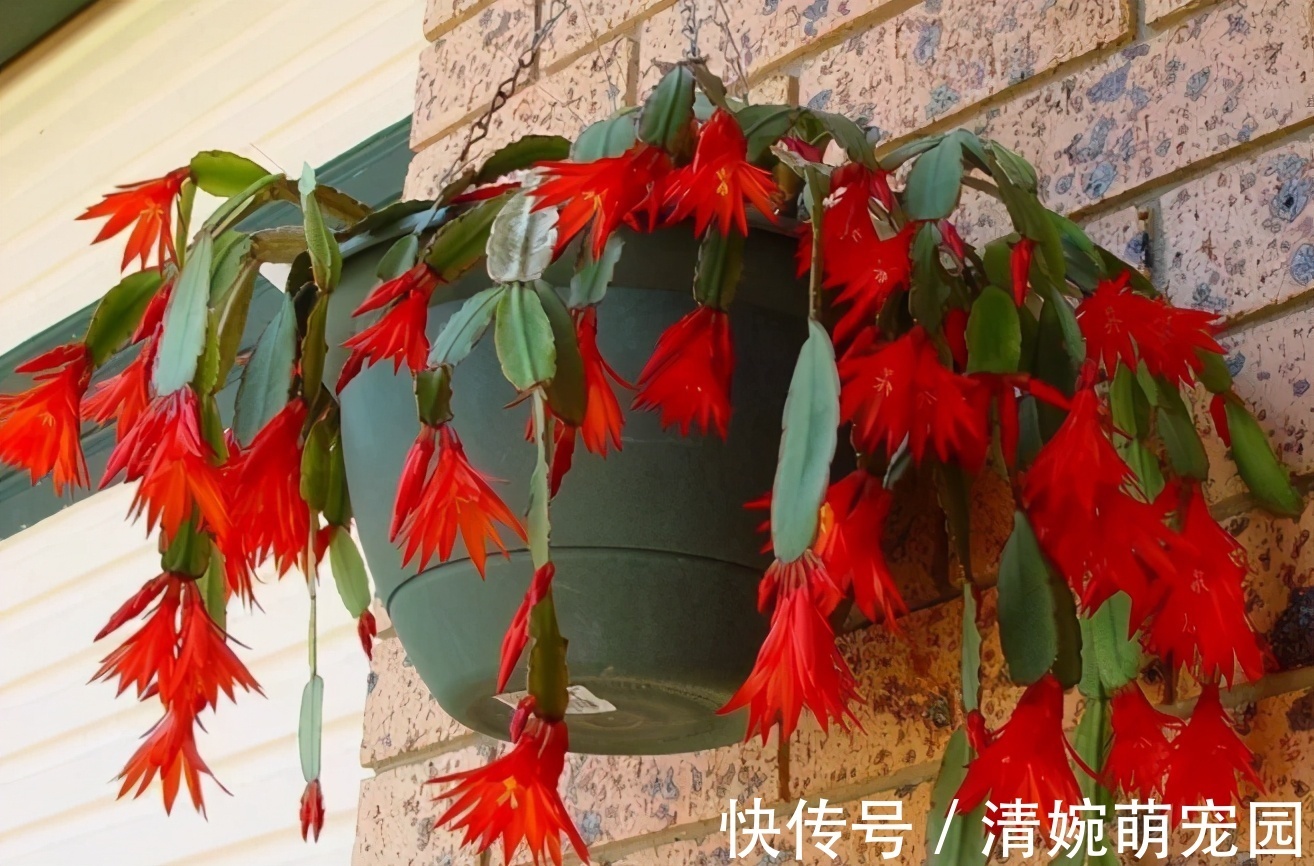 催花|掌握住这个“催花技巧”,养蟹爪兰或其他花卉全不用愁了