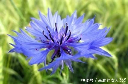 50种植物花语,不要再傻傻送错花了