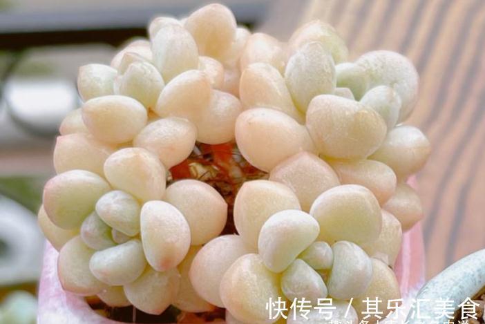 多肉新品种草——泡泡糖和达芙妮,颜色粉嫩通透,确实好迷人