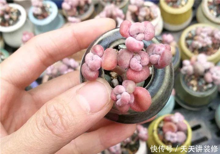 爸妈不在家,我在院子里疯狂种多肉,倍儿爽