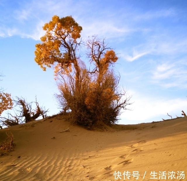 胡杨林|青海格尔木胡杨林美丽的秋景就像在一幅画中游泳，别错过了