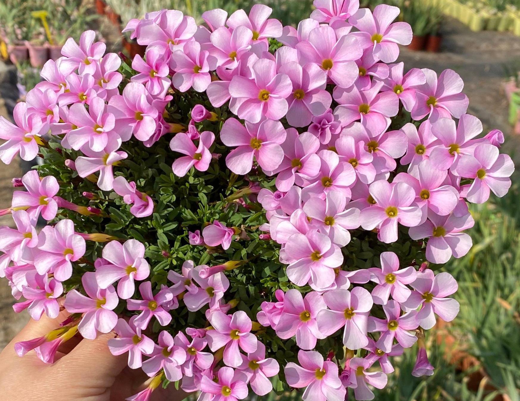 适合冬季养的“3种花”,天天有花可看,越冷花越艳、吉祥又美丽