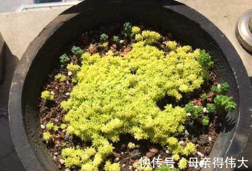 黄金草|招财纳福的黄金草多肉植物,遇到徒长不用慌,几个步骤养回高颜值