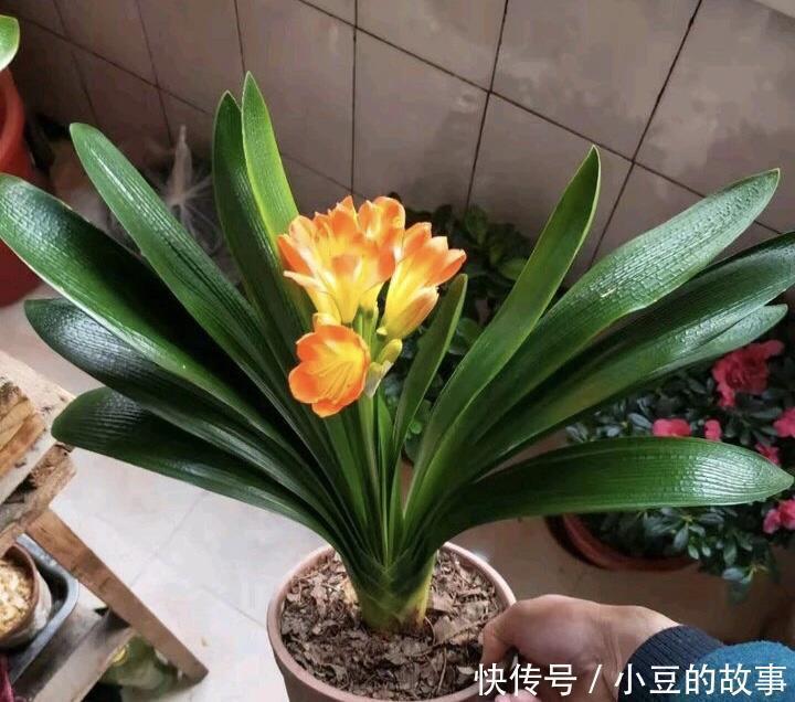 大白菜|户外挖“2种土”养花,君子兰长得像“大白菜”,茉莉花“爆盆”
