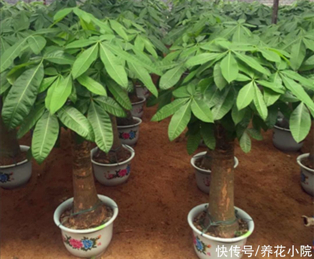 枝繁叶茂|发财树不用施肥，经常浇点“营养水”，照样长得枝繁叶茂