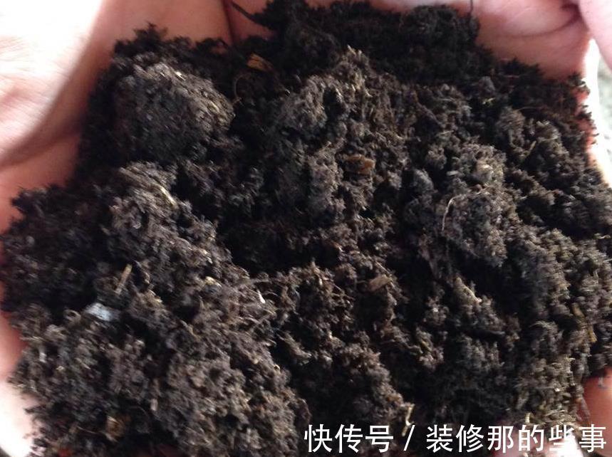 花草|在城里养花,盆栽旧土不丢,这么一处理,比刚买的新土都好使