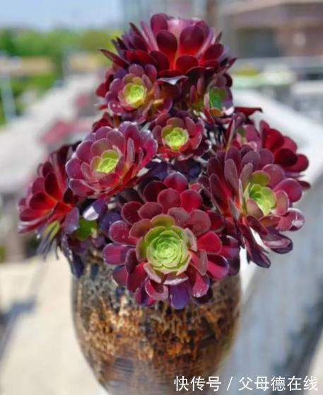 秋冬养多肉法师,教你2个小技巧,猛长新芽,养成漂亮手捧花