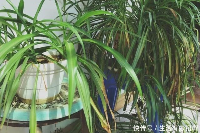 10种花,春天不能晒,躲屋里最安全!10种花,春天不能晒,躲屋里最安全!