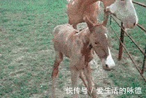 |搞笑GIF:姑娘你的头好重啊,吓着汪星人了,还能不能让它好好睡觉了