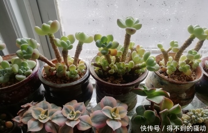 养多肉的心情说不清,都在照片里了