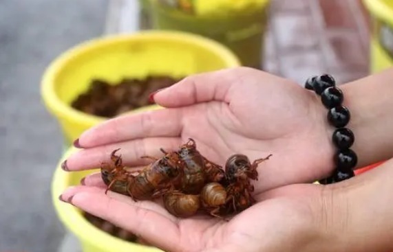 知了|夏天吃知了猴，记住“3种能吃2种不吃”，吃对才健康，不懂快看看