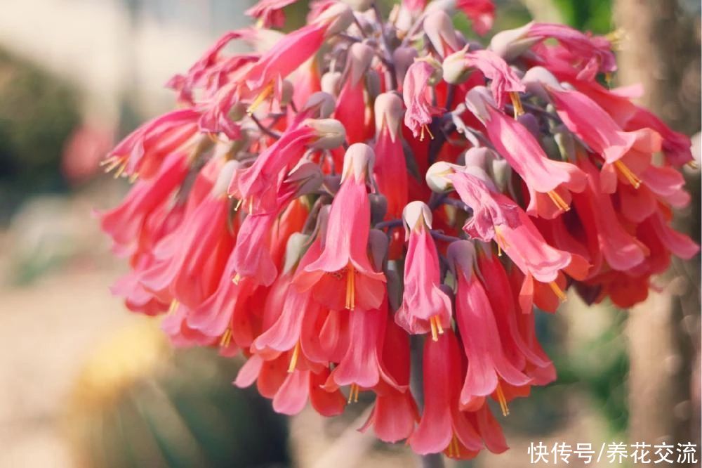 品种|不死鸟多肉夏天随便养不会挂,品种很多,冬春开花就特好看