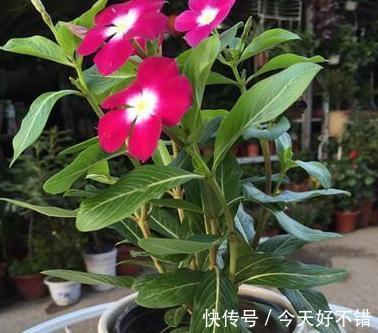 2种垃圾扔盆里,既可以保暖,还能补充养分,用过的人都说好