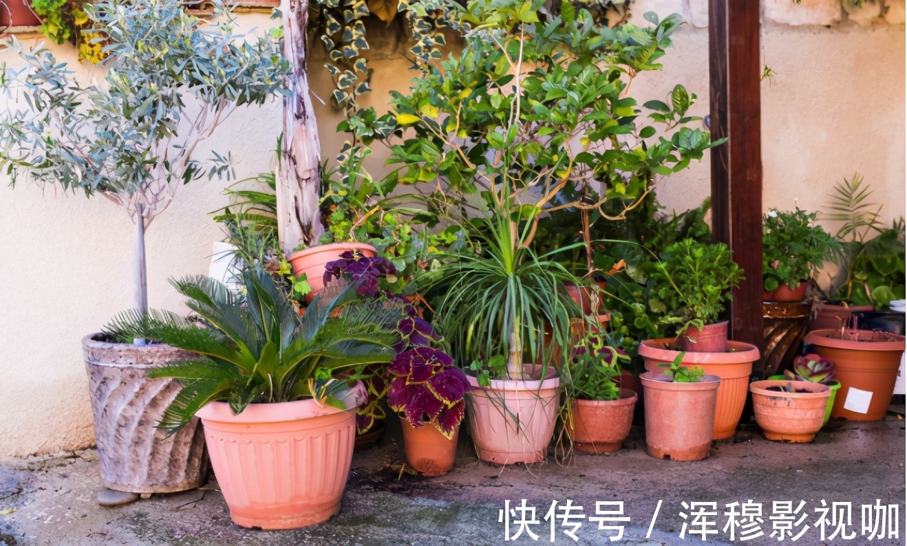 铁树|养花“贵精”不在多,养上这“3种”,谁看了都喜欢