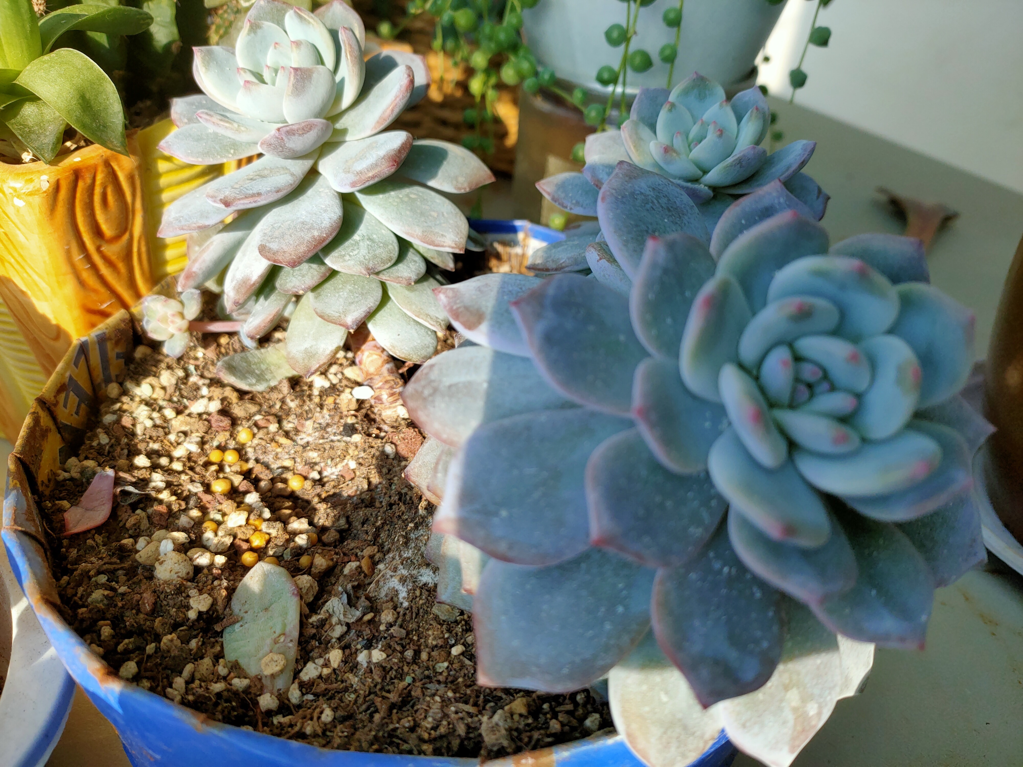 多肉植物出现徒长,及时改善养护措施,距“老桩”更进一步