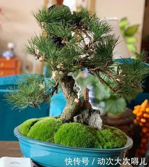 浇水|家里有这10种花,多修剪少浇水,能养成高价盆景