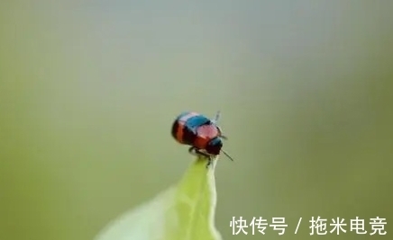 莎鸡振羽|让我们一起温柔地走进,诗中的那些良夜