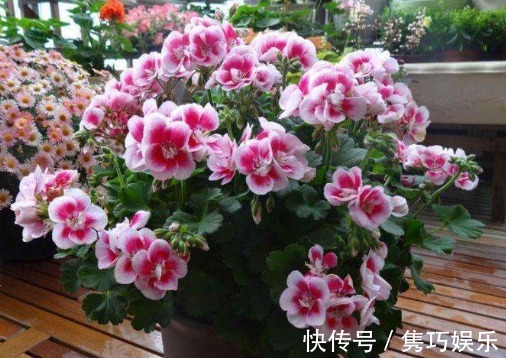 5种适合懒人养的盆栽,一月不管也能活,花开好养还爆满,美翻了