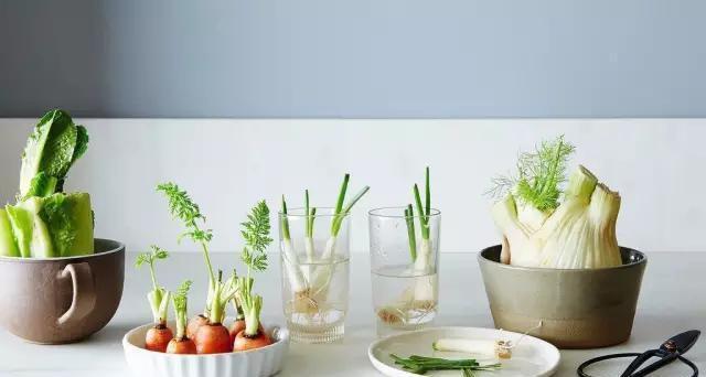 种植|5种“菜根”别扔,插进花盆,浇浇水,半个月长成“小菜园”