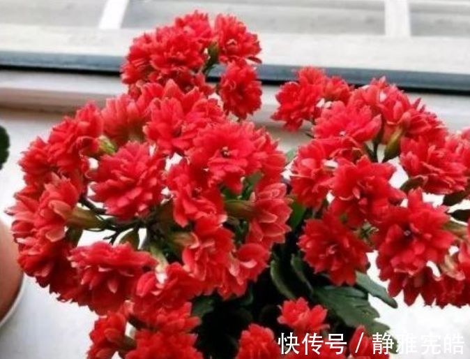 花色|居家就养此款花卉，好养易打理，365天开花不断，给点水就疯长