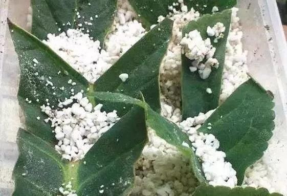 这2种花,碰掉个叶子掉盆里,自己长1盆,比绿萝吊兰好养100倍