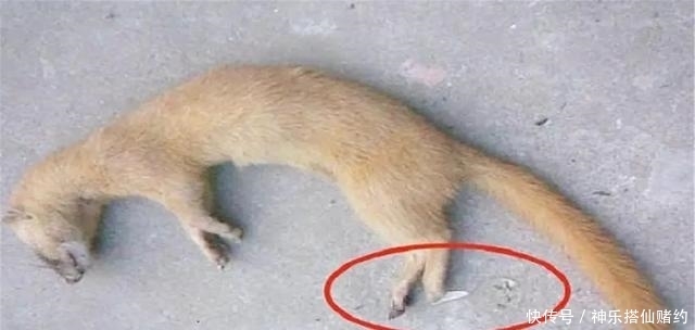 老鼠|为何老人们都说黄鼠狼不能杀?科学研究发现,原来真的不能杀