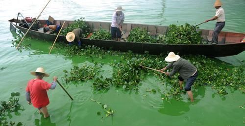 一大|原产巴西,曾是水中一大祸害,如今成高档野菜,4元一斤