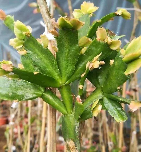 秋季|他养蟹爪兰，浇灌2种“肥水”，嗖嗖冒出“钢锯叶”，满盆开花