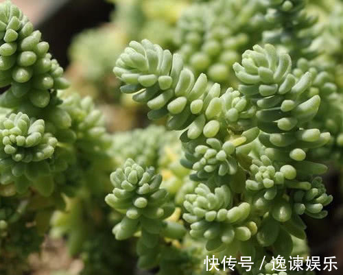 妙招|多肉新玉缀怎么养教你3个盆栽的小妙招,养出最旺盛的新玉缀