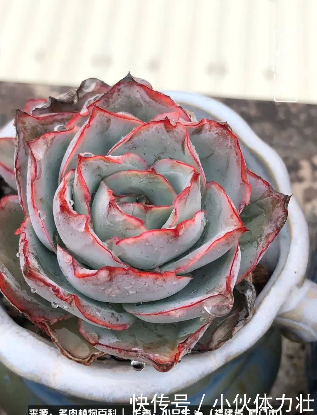 多肉,似星辰大海般的璀璨!